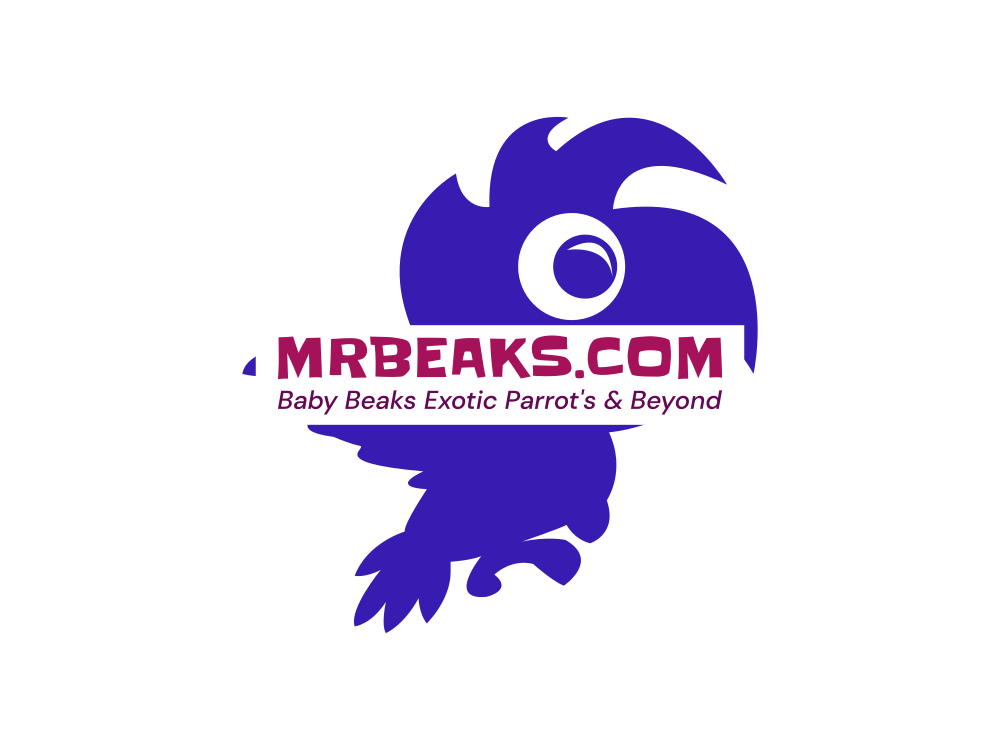 Baby Beaks Exotic Parrot's & Beyond 